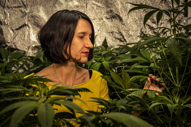 Carola Perez, President of the Spanish Medicinal Cannabis Observatory, at her cannabis cultivation facility. She has undergone eleven operations since suffering a serious coccyx injury in her childhoo...