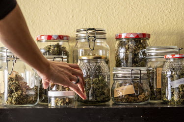 Carola Perez, President of the Spanish Medicinal Cannabis Observatory, takes a glass jar containing marijuana, one of several different strains, each with a different concentration of THC and CBD. She...
