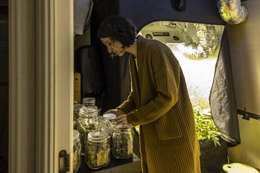 Marijuana grown at the facility run by Carola Perez, President of the Spanish Medicinal Cannabis Observatory,. She has undergone eleven operations since suffering a serious coccyx injury in her childh...