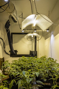 An installation for the home cultivation of cannabis.