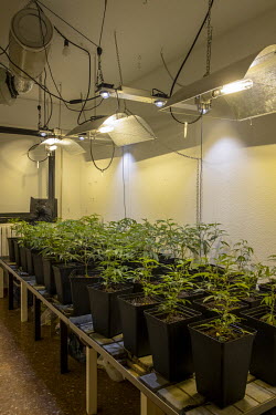 An installation for the home cultivation of cannabis.