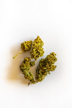 Marijuana buds.