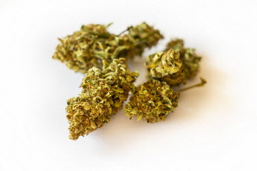 Marijuana buds.