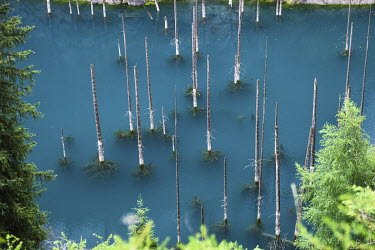 Dead spruce trunks rise out of Kaindy Lake in the Kungey Alataou Gorge, part of the Kolsay Lakes National Park. The lake was created by the Kebin earthquake in 1911 which caused a landslide creating a...