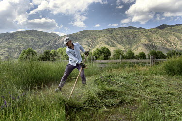 Zharsulan Munzhirov (20) cutting grass to make a haystack for winter feed for cows.