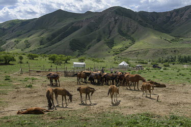 A herd of horses near a yurt in a summer pasture.