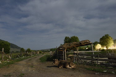 A cow is sleeping on a street in Saty village in the Chilik River Valley near the Kolsay Lakes National Park. Saty was created as a Soviet sovkhoz in the 1930s.