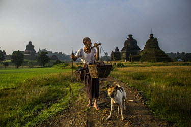An 85 year old ethnic Rakhinese man, and his dog, pass some of the region's ancient temples from the era of the Kingdom of Arakan, as he makes his way to a family garden to plant flowers.