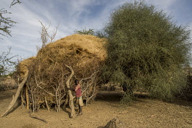 A boy uses thorne trees to reinforce a wooden fence which protects fodder that is stored their to feed their animals during drought.