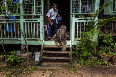 Suffering from severe diarrhea, the orphaned Mi Chaw attempts to climb into the house of vet Dr Myo Min Aung, who was looking after her . She can only take a few steps with the help of her new guardia...