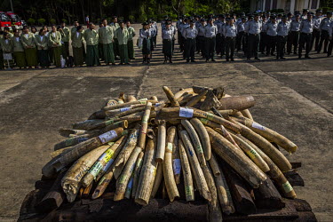 Destruction ceremony of confiscated elephant ivory and wildlife parts organised for the first time by Myanmar's Ministry of Natural Resource and Environment Conservation in Naypyitaw. In total 277 ele...
