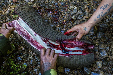 Police and vets from Myanmar Timber Enterprise inspect a dead elephant's trunk which reveals poison used by poachers to incapacitate the 25-year-old male wild elephant which was killed and skinned the...
