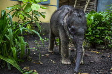 Mi Chaw (translates to 'beautiful girl') also called Mi Kaut-ya (translates to 'picked-up baby') a female baby elephant at the house of veterinarian Dr. Myo Min Aung of Myanmar timber enterprise in th...
