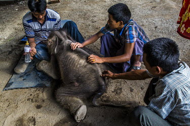 Vet Dr. Myo Min Aung and local children carefor the dying baby elephant Mi Chaw who has been terminally sick and weakened after suffering from severe diarrhoea, at Thayatsan elephant camp. 23 days bef...