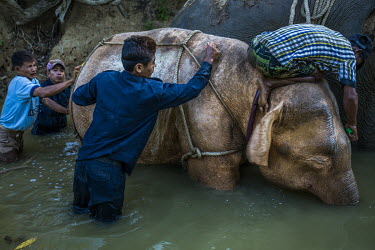 A team of mahouts wash the 7-year-old female "white" calf Thirimarlar as part of her taming process. She was captured in the area a few days before and will sent to Naypyitaw where she will be kept in...