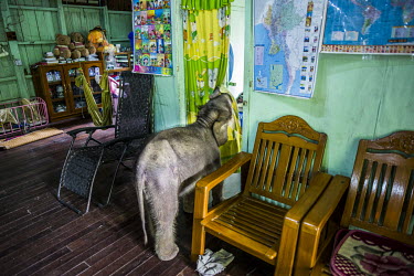 Suffering from severe diarrhoea after being abandoned by her mother and fed cheap artificial milk-powders by the villagers, the weakened 20-day-old orphaned calf Mi Chaw wanders around the house of ve...