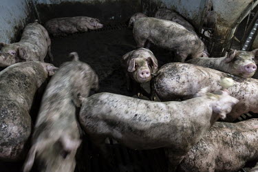Adult pigs covered in mud sit in a pen at the Jia Hua antibiotic-free pig farm. In response to outbreaks of African Swine Flu, pig farmer Shen Jian-Ping has spent 4.7 million Yuan (GBP 534,00) to give...