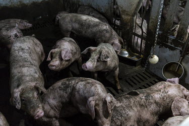 Adult pigs covered in mud sit in a pen at the Jia Hua antibiotic-free pig farm. In response to outbreaks of African Swine Flu, pig farmer Shen Jian-Ping has spent 4.7 million Yuan (GBP 534,00) to give...