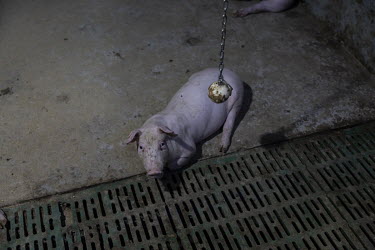 A piglet, covered in mud, sits in a pen at the Jia Hua antibiotic-free pig farm. In response to outbreaks of African Swine Flu, pig farmer Shen Jian-Ping has spent 4.7 million Yuan (GBP 534,00) to giv...