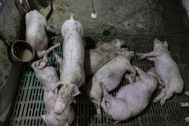 Piglets, covered in mud, in a pen at the Jia Hua antibiotic-free pig farm. In response to outbreaks of African Swine Flu, pig farmer Shen Jian-Ping has spent 4.7 million Yuan (GBP 534,00) to give his...