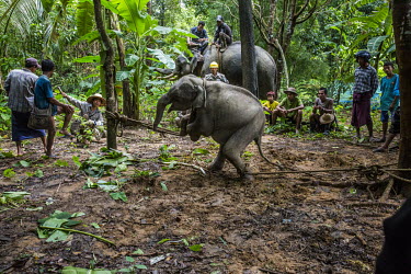 Mahouts, together with forestry rangers and police, attempt to capture Ayarthu, an 8-month-old female calf who became orphaned after her mother was killed by poachers who wanted her hide. Following th...