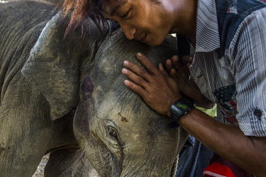 A Mahout tries to calm a captured baby elephant who became orphaned after her mother was killed by poachers for her hide. Following the death of her mother, the elephant, Ayarthu, became separated fro...