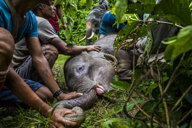 Mahouts, together with forestry rangers and police, attempt to capture Ayarthu, an 8-month-old female calf who became orphaned after her mother was killed by poachers who wanted her hide. Following th...