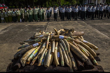 The destruction ceremony of confiscated elephant ivory and wild animal parts organised for the first time by Myanmar's Ministry of Natural Resource and Environment Conservation. In total, 277 pieces o...