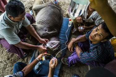 Mahouts and vets try to keep the sick baby elephant Mi Chaw alive with intravenous drips and medications in her last hours at Thayatsan elephant camp. Just over three weeks earlier a group of bamboo c...