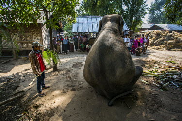 Villagers gather to watch Pho Khwar, an elephant who just arrived at Sarkalayinn village with his mahout Kalu Say, where they've been hired to perform in a Buddhist ceremony.
