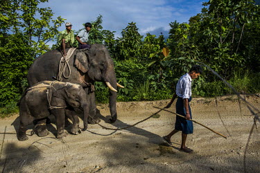 Nyaung Oo Thar, a captive 4-year-old male wild elephant, is taken by mahouts and their trained elephants to Kin Thar elephant camp where he will go through the process of cradle-taming and training to...