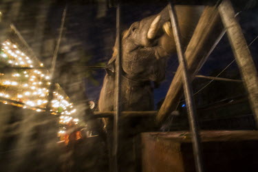 Pho Khwar, an 18 year old former logging elephant who is now hired to perform at ceremonies, travels by truck, with his mahout Kalu Say, to their next engagement. Pho Khwar is a domestically-born elep...