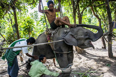 Nyaung Oo Thar, a terrified four-year-old male calf reacts as mahouts put him through a cradle taming process at Kin Thar Elephant Camp. Less than two weeks earlier, the young elephant was still with...