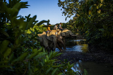 In the forests of the Thalatkhwar Forest Reserve, a team of mahouts and other trained elephants take Thirimarlar, a 7-year-old female 'white' calf, for a walk as part of the process to tame her. She w...