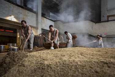 Workers use pitchforks and shovels to stir fermented grain ahead of the alcohol extraction process at a baijiu production facility that is part of the Shuijingfang museum which is operated by Sichuan...