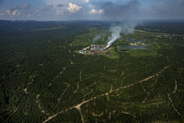 An oil palm mill surrounded by a plantation.