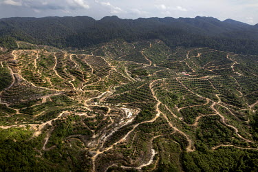A palm oil plantation established on land where the rain forest has been cut down.