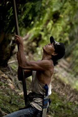 Ashwani Takwin uses a long pole with a sharp blade at its end to harvest palm oil fruits in a plantations.