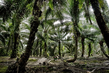 Bahar Lani moves stems of palm oil fruit in a wheelbarrow at a plantation.