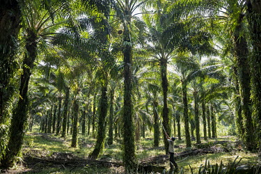A worker on a palm oil plantation cuts the fruits from th etop of a tree using a long pole.