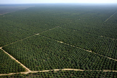 An oil palm plantation.