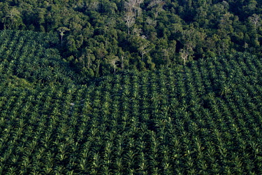 An oil palm planation off the Miri coastline.
