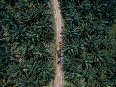 A tractor carries a trailer full of palm oil fruits at the SG Krudda Estate which has 905 hectares land growing oil palms.