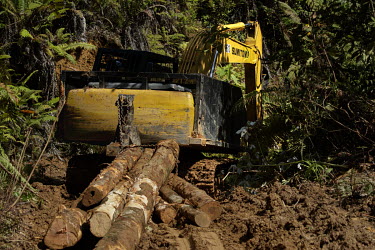 Illegal logging in the Buan Forest Reserve. The land is being cleared to establish a palm oil plantation.