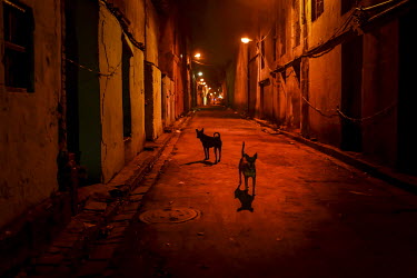 Two dogs stand in an alleyway at night.