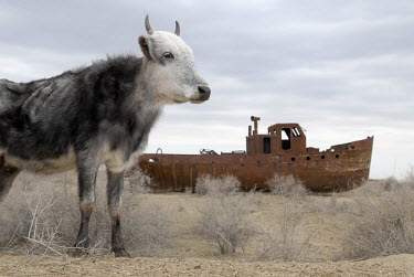 A cow grazes on what was once the Aral Sea floor. Formerly the fourth largest lake in the world with an area of 68,000 km2, the Aral Sea has been shrinking since the 1960s after the rivers that fed it...