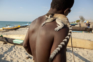 A Vezo fisherman with a four month old ring-tailed lemur caught in nearby forest that he hopes to sell for 100,000 Aryary (about USD 52.00).