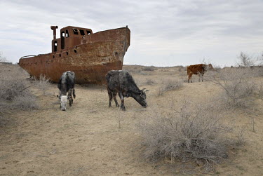 Cows graze on what was once the Aral Sea floor. Formerly the fourth largest lake in the world with an area of 68,000 km2, the Aral Sea has been shrinking since the 1960s after the rivers that fed it w...