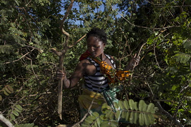 A woman collects firewood from undergrowth in the Bangweulu Wetlands.