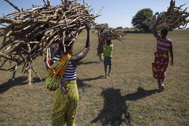 Women collecting firewood from undergrowth in the Bangweulu Wetlands.